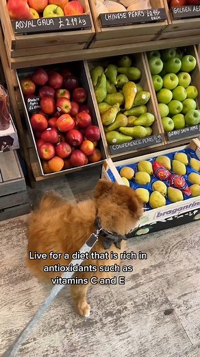 4K views · 43 reactions | 3 essential food types you should consider for your senior dog for a happier, healthier & longer life #doghealth #doghealthtips #dognutrition #dognutritionfacts #dogfood #dogownerproblems #dogmom #dogparents | PetLab Co. | Facebook