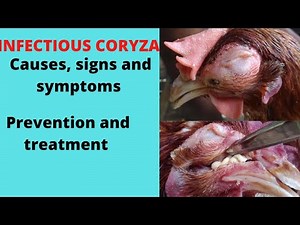 Infectious coryza, causes,signs and symptoms, prevention and treatment # infectious coryza,#chicken