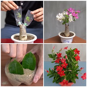 843K views · 10K reactions | Let's learn some efficient tricks about plants! | Make-Up & Hair Tutorials | Facebook