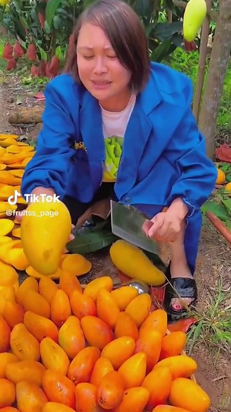 Harvesting Ripe Mangoes in a Tropical Orchard
