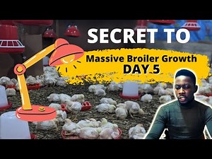 SECRET TO MASSIVE BROILER GROWTH | Lighting in Broiler Brooding Management (Day 5)