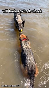 Just a couple of housewolves living their best lives [ft: Ryker the German Shepherd] | Jade the Sable GSD