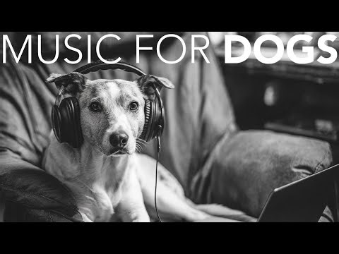10 HOURS of Dog Relaxing Music 💖🦮 Dog Meditation Music: Calm Energy, Peaceful Sleep, Stress Relief