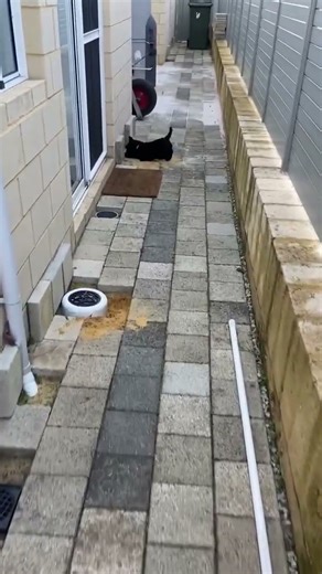 Mack loves to dig and he took up the task in his new home with glee.