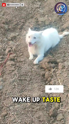 lovely cute puppy enjoy day routine video #puppy #cute #cutedog #dog #shorts