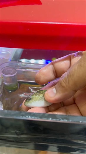 ❤️ #arowana #aquarium #fishkeeping #aquascape #viral #fishshorts #trending #guppyfish #breeding #og