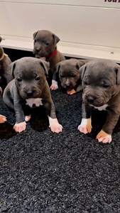 42K views · 3.5K reactions | Could this be the cutest 1 min 30...