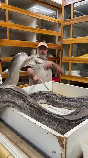 Close Encounter with a Sneaky Giant Snake - Almost Smoked Me!