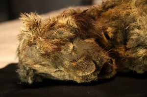 This lion cub mummy is 'best preserved Ice Age animal ever found'