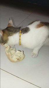 My cat loves eating bread 🍞 #cat