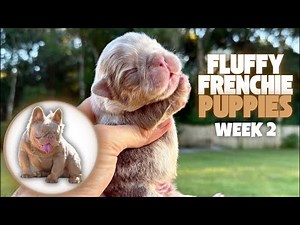 Isabella Fluffy Frenchie Puppies WEEK 2 | Live Breeder Tips & Puppy Update 🐶