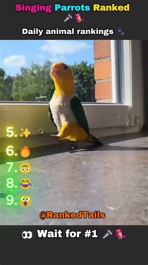 Singing Parrots Ranked 🎤🦜