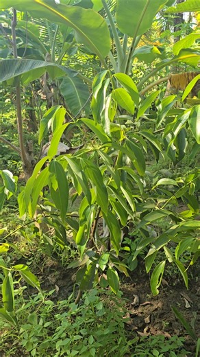 Guess This Spice Plant 🌱🤔 | Can You Identify It? Fun Farm Challenge! #trending