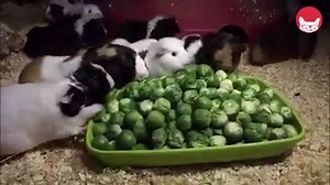 Eating your vegetables are better with support: | The Pet Collective