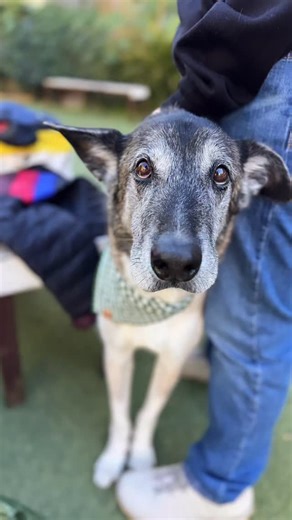 A Purposeful Rescue on Instagram: "Go grab your nearest dictionary. Look up “soul dog”. You will see a photo of Koop next to it. He’s just the best dude! A charming, legs for days hubba hubba without any machismo. A true gem of a dog and he is ready to go do life with you so whatcha waiting for? Koop is a 5-6 year old 59 lb #shepherd #greyhound mix looking for a home in LA. He is house broken and crate trained and gets along with dogs of all sizes. Koop🦄 LA, CA"