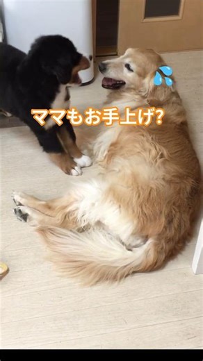 A Bernese Mountain Dog that's gradually getting stronger 🎵 #BerneseMountainDog #puppy #lifewithal...