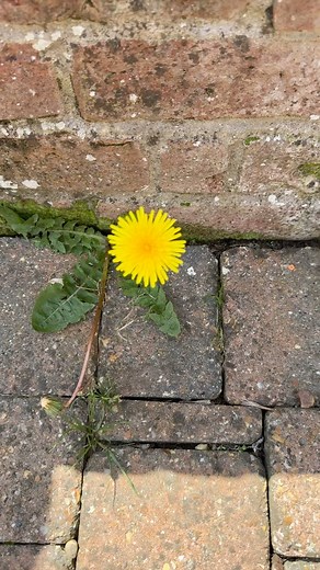 🌼✨ Embracing the Spiritual Magic of Dandelions! ✨🌼 Hey there, beautiful people 🌟 Today, let’s take a moment to appreciate the enchanting spiritual meaning of dandelions! 🌼✨ Dandelions, with their vibrant yellow petals and delicate white seed heads, hold a powerful symbolism that resonates with our spiritual journey. They teach us valuable lessons about resilience, transformation, and the beauty of embracing change. 💫 Just like the dandelion’s ability to thrive in even the harshest condition
