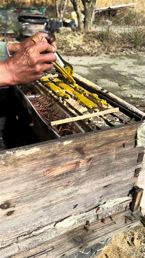 Authentic local honey from our own apiary is on sale