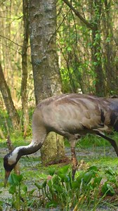1.8K views · 40 reactions | Majestic Common Cranes: Dance of the...