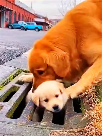 Golden Retriever Puppy Rescue from Storm Drain