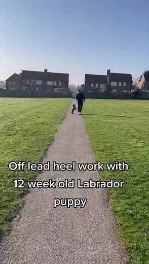 Puppy Steps Puppy Training on TikTok