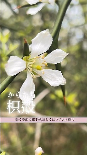 枳殻(からたち)
