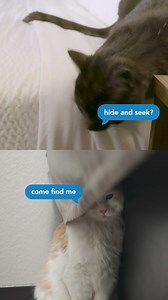 47K views · 105 reactions | Cats love traveling. As long as they stay at Motel 6, not at the vet. | Motel 6 | Facebook