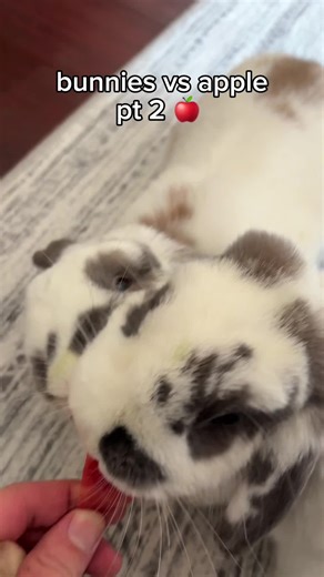 bunnies love apples:) #bunny #rabbit