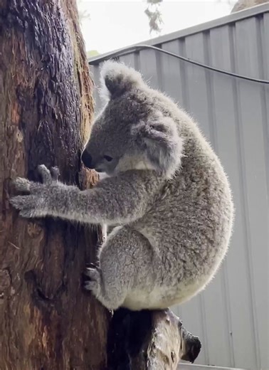 37K views · 2.7K reactions | Lucy’s Bark Break  Lucy is doing well...