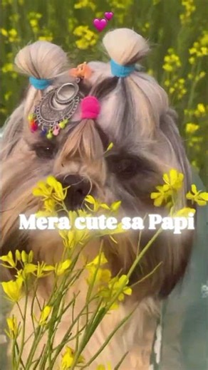 my cute si papi ka status video #shorts#youtubeshorts👻😄🙈🥰😘