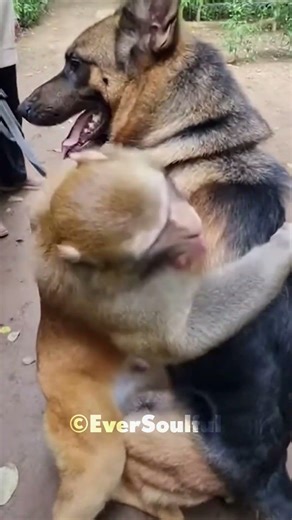 This Monkey Missed Hugging His Best Dog Friend 💕