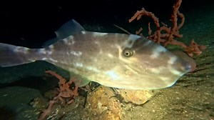 2.7K views · 197 reactions | Filefish get their name from their rough, sandpaper-like skin, which feels similar to a file. Their flat, elongated bodies and pointed snouts make them look distinct from other fish, adding to their quirky charm. #fish #instadiving #insta360 | Critter Hunter | Facebook