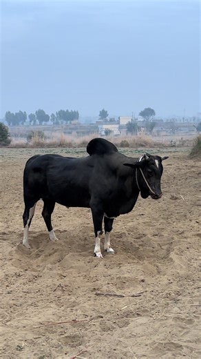 #Governer❤️😃#fyppppppppppppppppppppppp