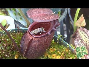 Nepenthes rajah eat huge fly. 食虫植物 ウツボカズラ捕虫動画 【食虫植物TV】