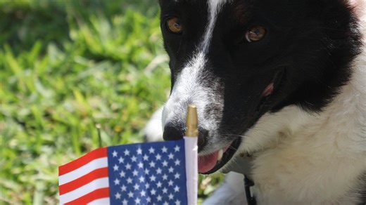 6 tips to keep your dog calm during fireworks on Fourth of July