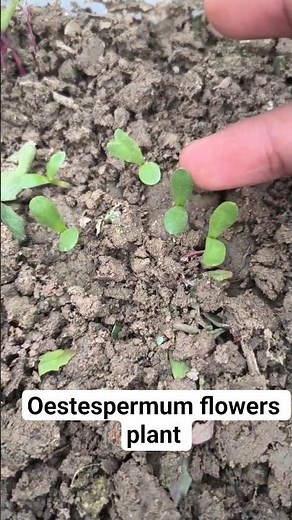 How to grow osteospermum flowers plant from seeds #shorts #ytshorts #garden #osteospermum #flower
