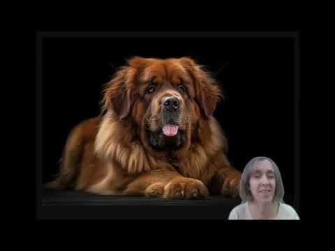 Our 3-headed animal: Chinese read-along video