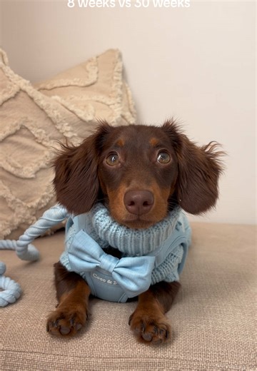 Dachshund Puppy Growth: 8 Weeks vs. 30 Weeks