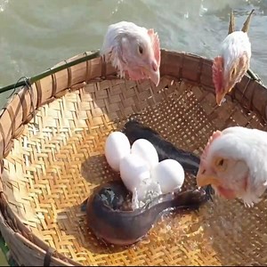 7.9K views · 61 reactions | best fish trap 2020 | Mary Larsen | Facebook