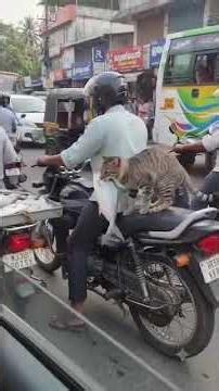 Be honest. Who looks more confident on the road, the rider or the cat? #TrendingNow #YouTubeShorts
