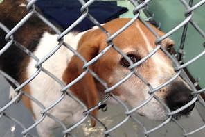 Spotsylvania County battles over cost to care for shelter animals