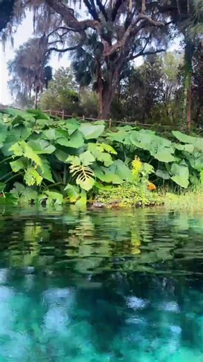 Kayak your way to the headspring and discover the true beauty of Central Florida’s Rainbow River. Crystal-clear waters and natural wonders await! #getupandgokayaking #rainbowsprings #clearkayaking #travel #florida