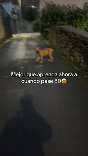 Boerboel de 4 Meses Pesa 28 kg: ¡Increíble Crecimiento!