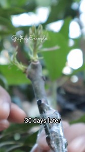 51K views · 2.3K reactions | #shortvideo How to graft a mango tree | Grafting Examples | Facebook