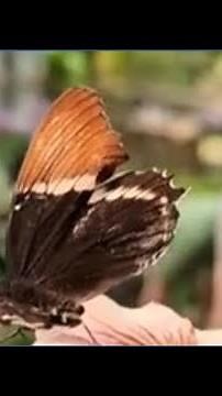 How to experience Butterfly Jungle at the San Diego Zoo Safari Park
