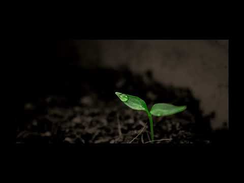 【1時間耐久BGM】雨雫 / もっぴーさうんど【公式】