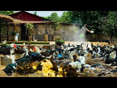 The Secret to a Clean Duck Farm: Easy Hygiene Techniques