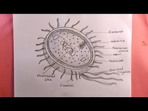 how to draw bacteria easy easily/bacteria drawing