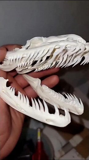 Hidden teeth of a python