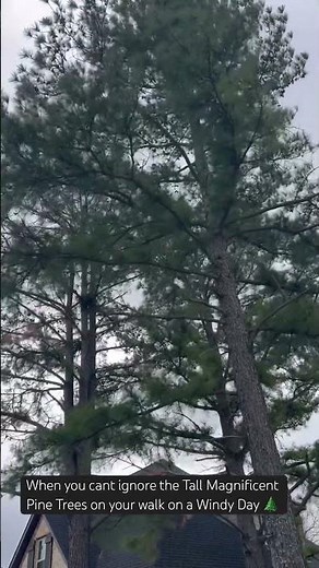 Tall Magnificent Pine Trees on a Windy Day #nature #pinetrees #windyday #shorts